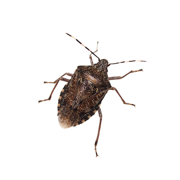 Stink Bug identification in Northern New Jersey |  Eastern Pest Services