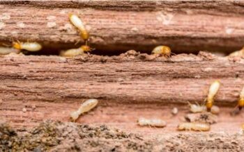 a close up of termites coming out of wood