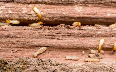 a close up of termites coming out of wood