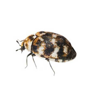 Varied Carpet Beetle