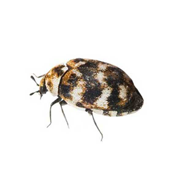Varied Carpet Beetle identification in Northern New Jersey |  Eastern Pest Services