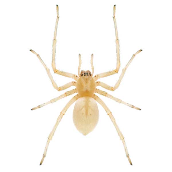 Sac Spider identification in Northern New Jersey |  Eastern Pest Services